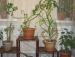 Украшаем интерьер комнатными растениями