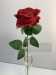 Одиночная роза бархатная, красная за 39.00 руб.